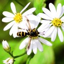 벌붙이파리 이미지