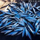 달빛좌대 이미지