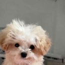 24시 유앤미동물병원 이미지