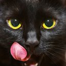 낙지사랑 이미지