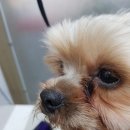 그루밍:담 이미지