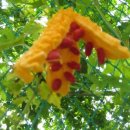 하안도깨비 이미지