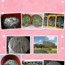 피앗농장 이미지