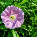 신성리 공룡발자국 이미지