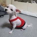 그루밍젤리 이미지