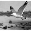 갈매기의 꿈 이미지