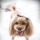 미미그루밍 이미지