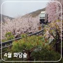 소리의 향연 | 광주 곤지암 화담숲 4월 예매 비오는 날 봄꽃놀이 후기: 벚꽃과 수선화의 향연