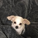 돈워리퍼피 이미지