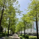 채리피아노학원 이미지