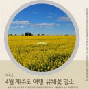 세상에서 가장 작은 한 가족 극장 <노란우산> | 4월 제주도 여행, 노란 물결이 일렁이는 유채꽃 명소 베스트 가볼만한곳 추천