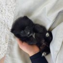 데일리독 의정부강아지분양 애견분양 이미지
