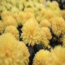 인생을 담아내는 시 창작 | 📚문학시리즈- [중,고등학교 교과서 수록작] 서정주 시인의 삶과 예술 | &#39;국화 옆에서&#39; 대표시 심층 분석