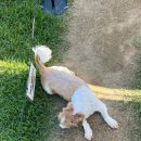 프라이펫 이미지