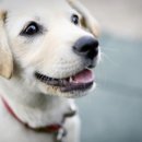 프렌즈독 이미지