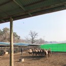 성환엘크사슴농장 이미지