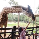 소떼식당 | 푸꾸옥 북부 빈펄사파리 기린식당 주트램 사파리버스 소요시간