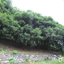 함평 기각리붉가시나무자생북한지 이미지