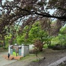 초록마을 | 경남 겹벚꽃 명소 1티어 '사천 청룡사' 인생샷 포토존 &amp; 주차 정보 총정리 📸🌸