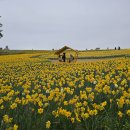 선도수선화 이미지