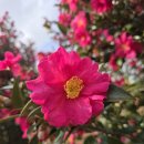 카멜리아힐 | 제주도 겨울 동백꽃 여행 카멜리아힐 후기