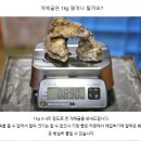 손바닥 글방. 시즌2 | 거제 삼배체굴 삼배굴 바위 삼베체 개체 크림 석화 큰거 1kg