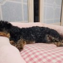 24시 더블유 동물의료센터 이미지