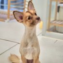 11500-15-14-39 | 우당탕탕 임신 후기 일기 마무리 정리! (31주-39주)