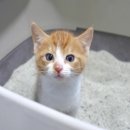 Fall in Rags 이미지