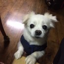 안산펫택시 이미지