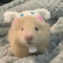 하마상점