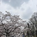 김대우이비인후과 | 보라매병원 이비인후과 졸레어 주사 후기｜알레르기 비염 치료 1년 6개월 경과