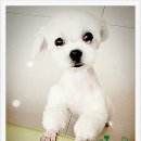 네모강아지 이미지