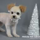 멜로디펫살롱 이미지