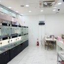 강아지분양 마이댕냥 일산점 네이버블로그