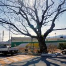 가곡리마을회관 | 김해 양동리 팽나무