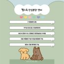 수원시바견 | 시바견가정견분양 받은 후기