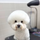 베리굿동물병원 네이버블로그