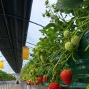 양안농장 이미지