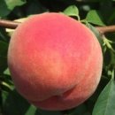 블러쉬드 이미지