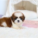 건강한 강아지 이미지