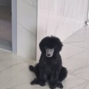 스탠푸켄넬 이미지