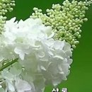 샬롬 이미지