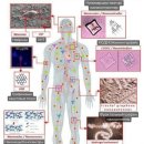 [일반] 백신과 유해물로 인간 몸이 나노 네트워크 되어간다.. 이미지