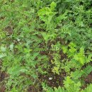 황기농장 이미지