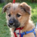 강아지톡 이미지