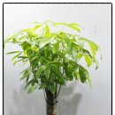 한국타이어포승공단서비스 | 평택 안중·포승 개업화분 | 포승공단 준공 및 대형 식당 오픈, 튼튼한 꽃집누나 배송 후기