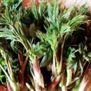 태백관광호텔(SORANOHOTEL) | 해발 1,000m에서 온 봄의 보약? 2026 태백 산나물 축제 안 가면 손해인 이유 5가지 축제의 완벽 정복