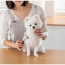 자연애견미용실 이미지