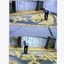 오늘의 강아지 이미지